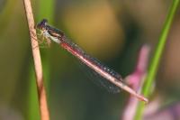 Ceriagrion tenellum
