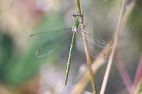 Lestes virens