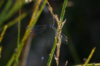 Lestes virens