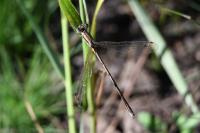 Lestes barbarus