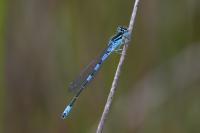 Coenagrion scitulum