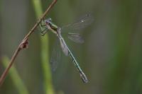 Lestes dryas