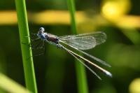 Lestes dryas