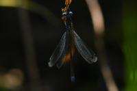 Lestes dryas