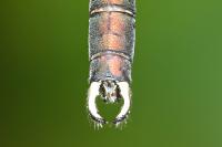 Chalcolestes viridis
