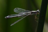 Lestes sponsa