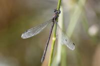 Lestes sponsa