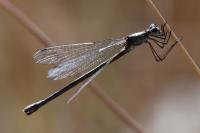 Lestes sponsa