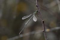 Chalcolestes viridis