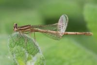 Platycnemis pennipes