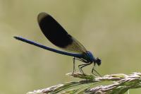 Calopteryx splendens