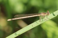 Platycnemis pennipes