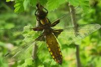 Libellula depressa