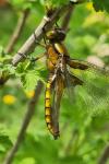 Libellula depressa