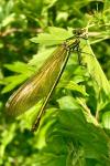 Calopteryx splendens
