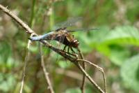 Libellula depressa