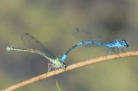 Coenagrion puella