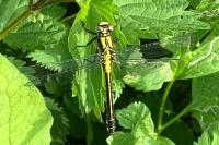 Gomphus vulgatissimus