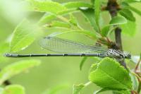 Coenagrion puella