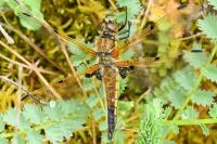 Libellula quadrimaculata