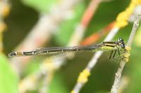 Ischnura elegans