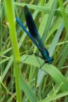 Calopteryx splendens