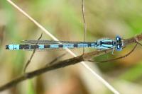 Enallagma cyathigerum