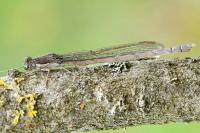 Sympecma fusca
