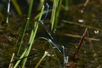 Coenagrion puella