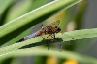 Libellula fulva