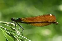 Calopteryx virgo