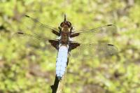 Libellula depressa