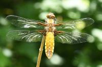 Libellula depressa