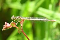 Platycnemis pennipes