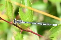 Enallagma cyathigerum