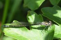 Coenagrion puella