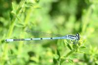 Coenagrion puella