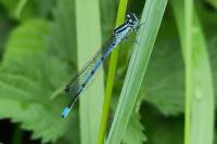 Coenagrion puella