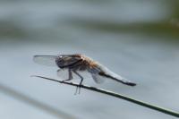 Libellula depressa