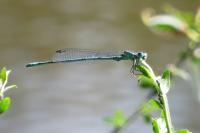Coenagrion puella