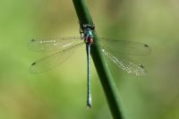 Lestes dryas