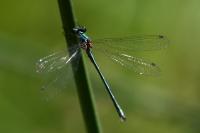 Lestes dryas