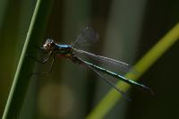 Lestes dryas
