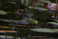Anax imperator