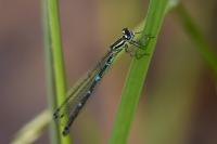 Coenagrion puella