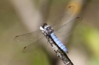 Orthetrum brunneum