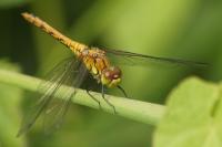Sympetrum sanguineum