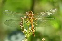 Sympetrum sanguineum