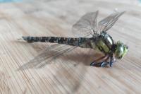 Aeshna cyanea