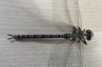Aeshna cyanea